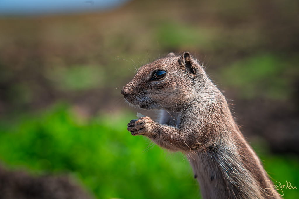 Atlashörnchen am Calderon Hondo auf Fuerteventura