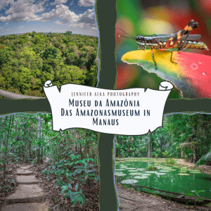 Dieses Bild zeigt 4 Einzelbilder von meinem Ausflug zum Museu da Amazônia (MUSA) – Das Amazonasmuseum in Manaus. Bild 1 Aussicht vom Aussichtstum. Bild 2 ein bunter Grashüpfer auf einer gelbroten Blume. Bild 3 die schmalen Wege durch den Regenwald. Bild 4 ein See mit Seerosen.