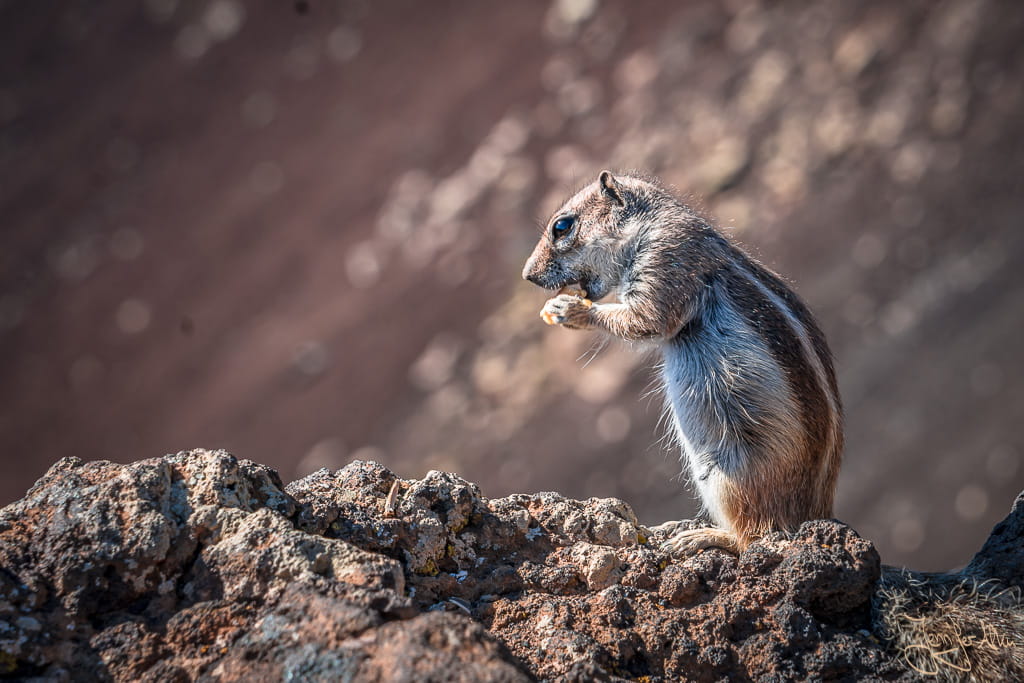 Atlashörnchen am Vulkankrater Calderon Hondo Fuerteventura