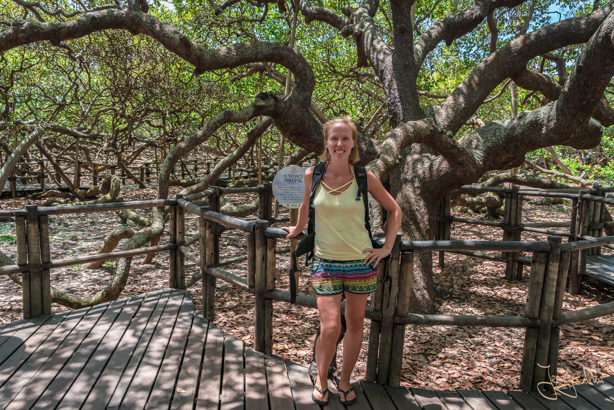 Der Größte Baum Der Welt Brasilien