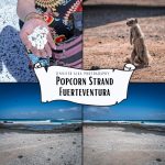 Popcorn Strand / Popcornstrand auf Fuerteventura – Rhodolithen in der Hand, Atlashörnchen und Weitwinkelaufnahmen der Küste bei Corralejo