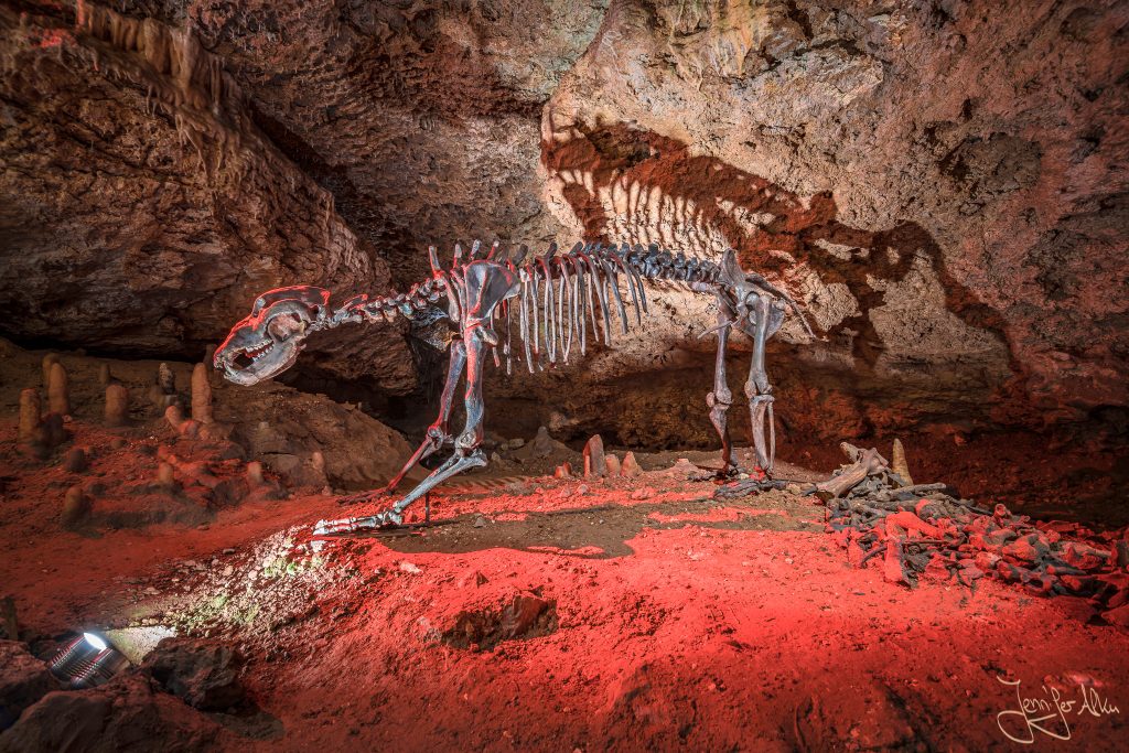 Das Skelett eines Höhlenbären in der Teufelshöhle in Pottenstein