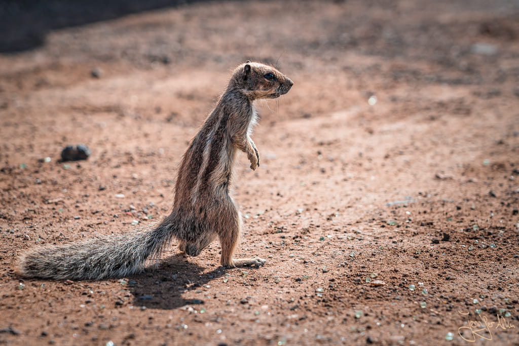 Zutrauliches Atlashörnchen auf Fuerteventura schaut in die Kamera