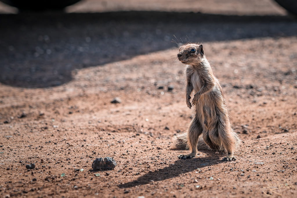 Atlashörnchen auf Fuerteventura sitzt neugierig am Boden