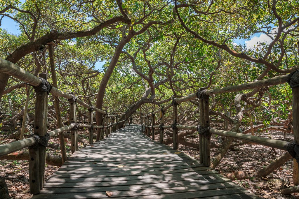 Gehweg durch die Ausläufer des größten Cashewbaums der Welt (Natal / Brasilien)