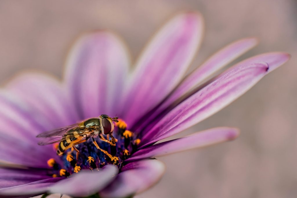 Dies ist deine Makrofotografie von einer Schwebfliege, die auf einer Blüte sitzt