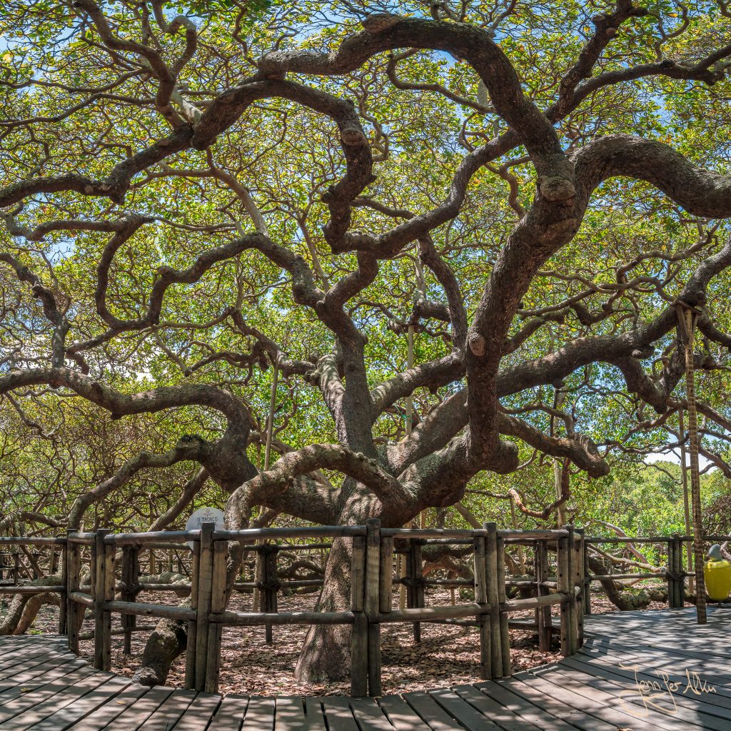 Der größte Cashewbaum der Welt Reiseblog Jennifer Alka