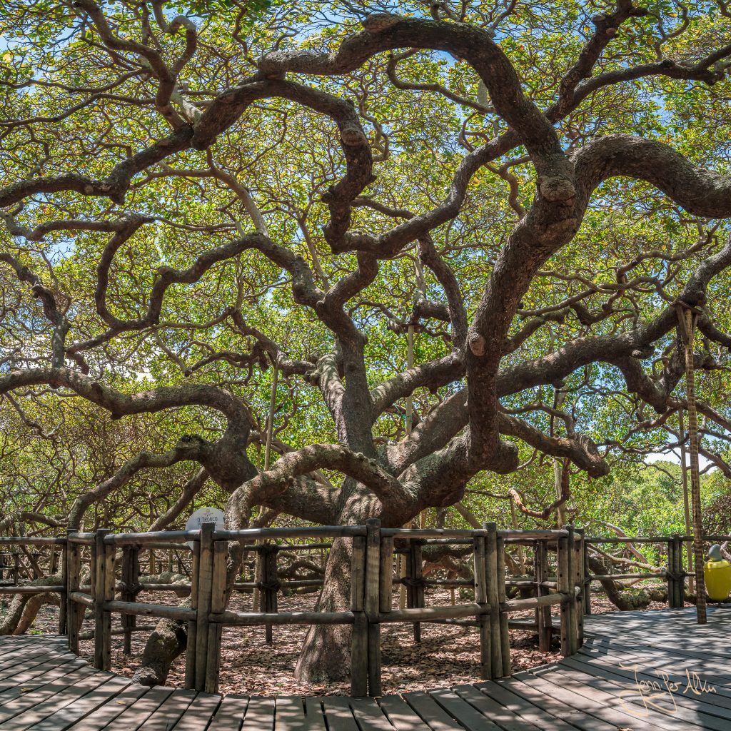 Der Hauptstamm vom größten Cashewbaum der Welt (Natal / Brasilien)