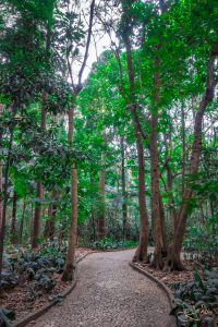 Trianon Park / Parque Tenente Siqueira Campos in Sao Paulo / Brasilien