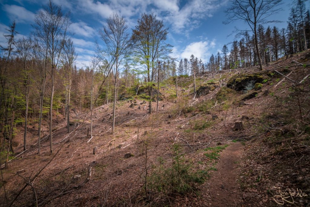 Dieses Bild zeigt den gerodeten Thüringer Wald