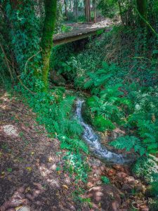 Malerischer Bachlauf im Wald am Camino Espiritual in Galicien