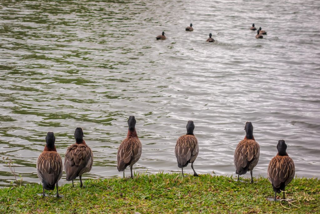 Enten im  Parque do Ibirapuera