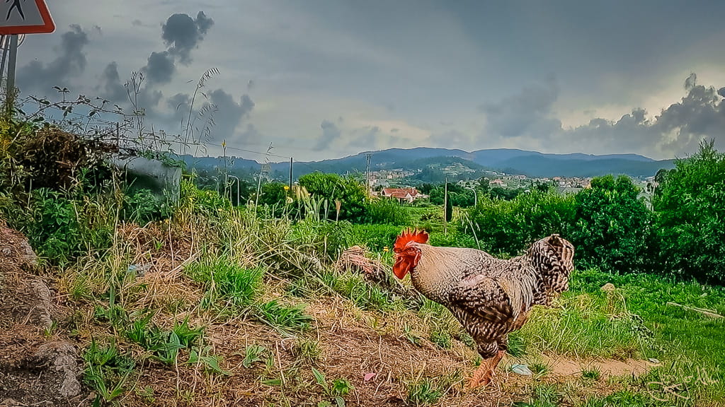 Aussichtspunkt am Camino Espiritual mit Hahn im Vordergrund und Landschaft Galiciens