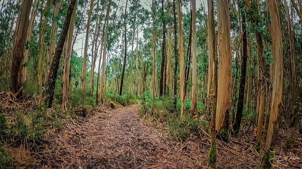 Idyllischer Waldweg auf dem Camino Espiritual durch grüne galicische Landschaft