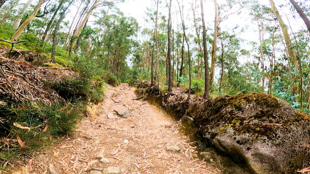 Dichter grüner Wald auf dem Camino Portugues Central zwischen São Pedro de Rates und Barcelos