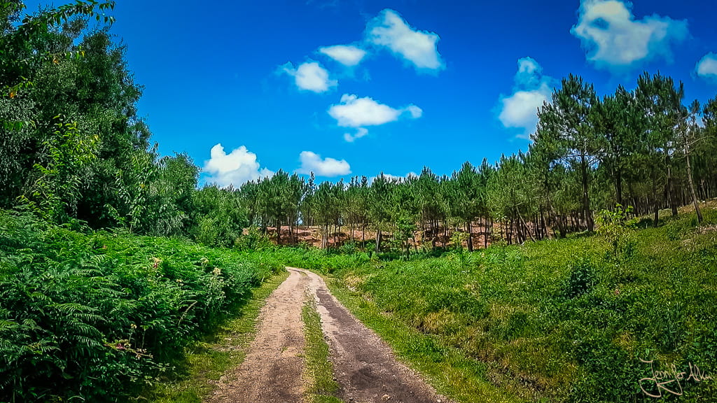Sonniger Waldweg mit blauem Himmel auf dem Camino Espiritual