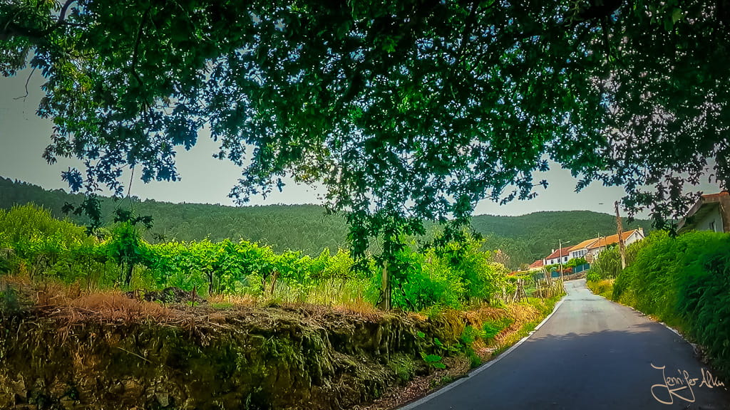 Pilgerweg durch Weinreben in Galicien
