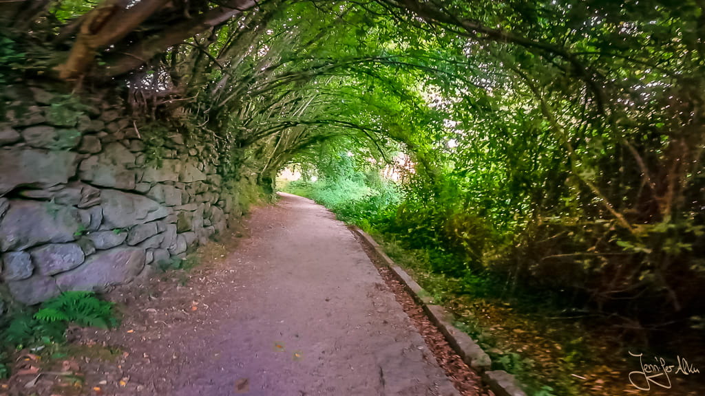 Über dem Pilgerweg verschränkte Äste bilden einen natürlichen Tunnel aus Bäumen auf dem portugiesischen Jakobsweg in Galicien.