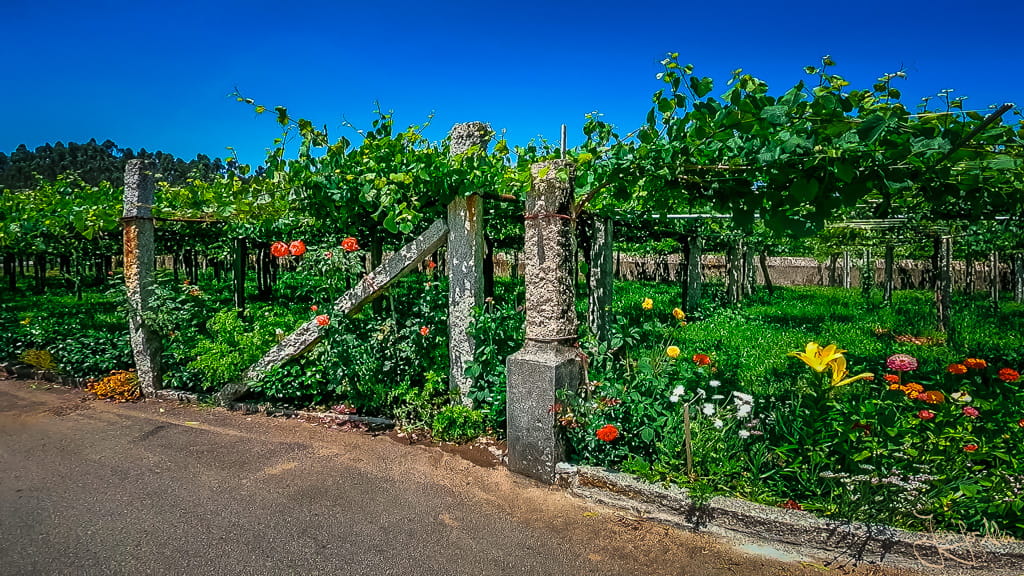 Weinreben zwischen blühenden Blumen in Galicien am Camino Espiritual