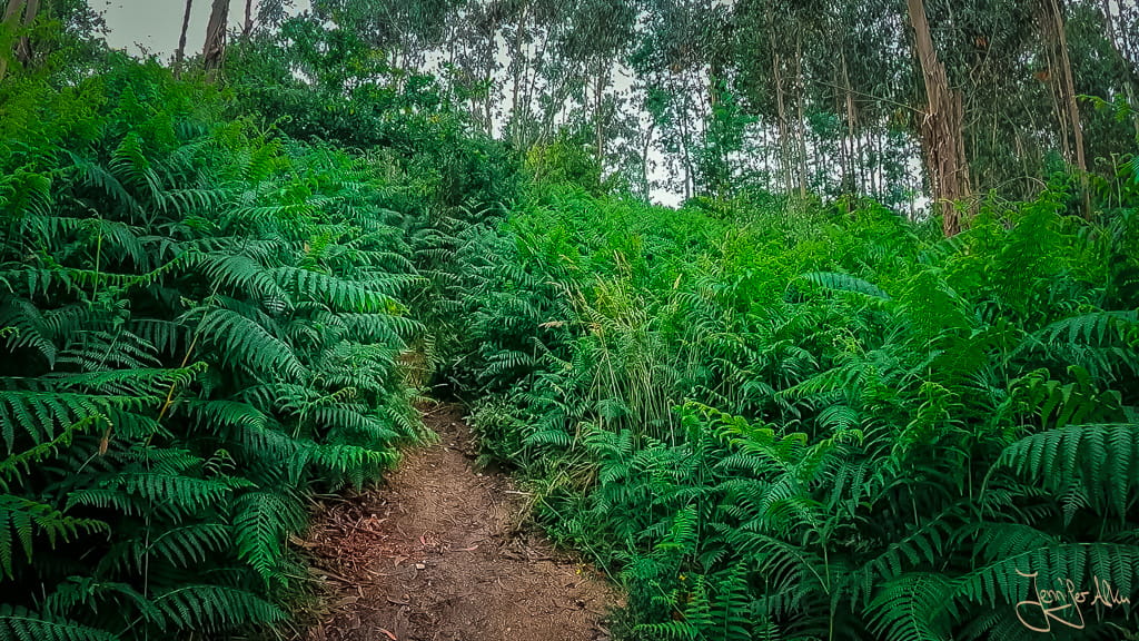 Schmaler Wanderpfad durch hohe Farne am Camino Espiritual in Galicien