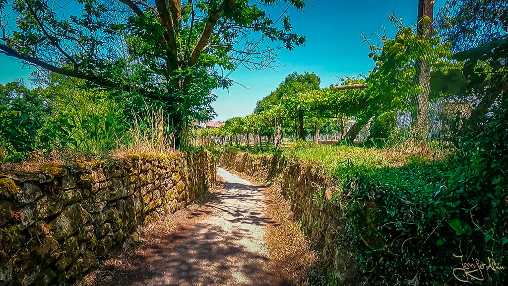 Pilgern durch die Weinlandschaft auf dem Camino Portugues