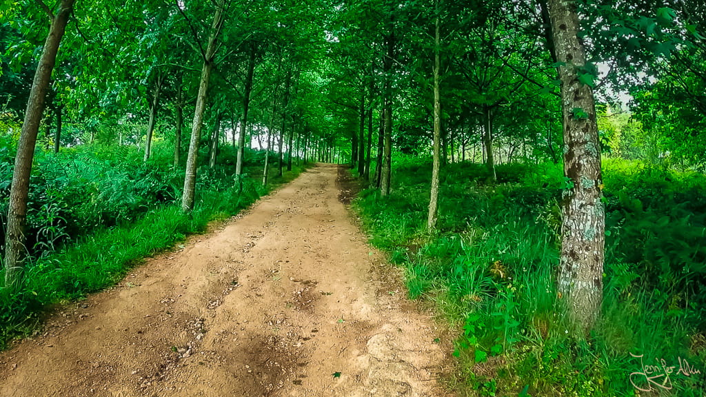 Weg in einer von Bäumen gesäumten Allee auf dem portugiesischen Jakobsweg, auf dem ich bergauf eine persönliche Rekordzeit erreicht habe.