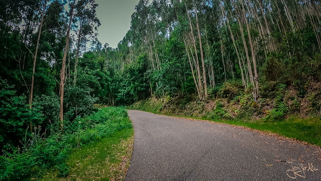 Ruhiger Waldweg auf dem Camino Espiritual in Galicien