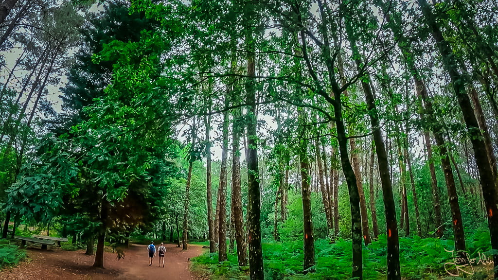 Hohe Bäume in einem dichten Waldabschnitt auf dem portugiesischen Jakobsweg kurz vor Redondela in Galicien.