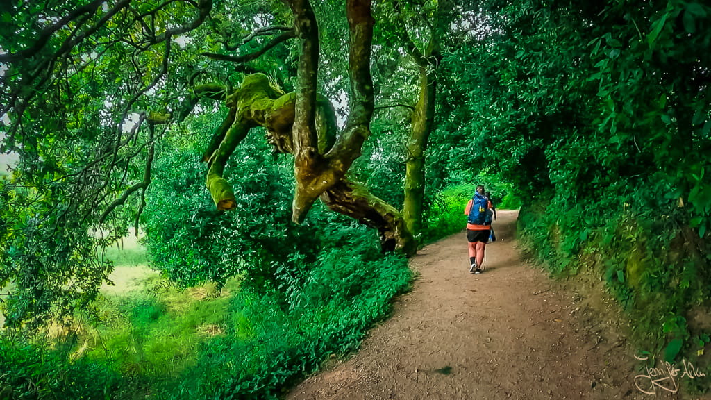 Alter, knorriger Baum mit ausladenden Ästen am Wegesrand des portugiesischen Jakobswegs