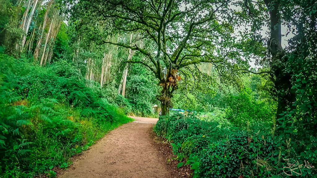 Schöner Pilgerweg mit altem Baum entlang des portugiesischen Jakobswegs in Galicien.