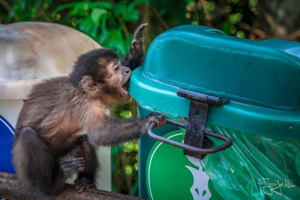Affe versucht an den Inhalt des Mülleimers zu kommen... Zum Glück hat der eine extra (Affen-)Sicherung. ;)