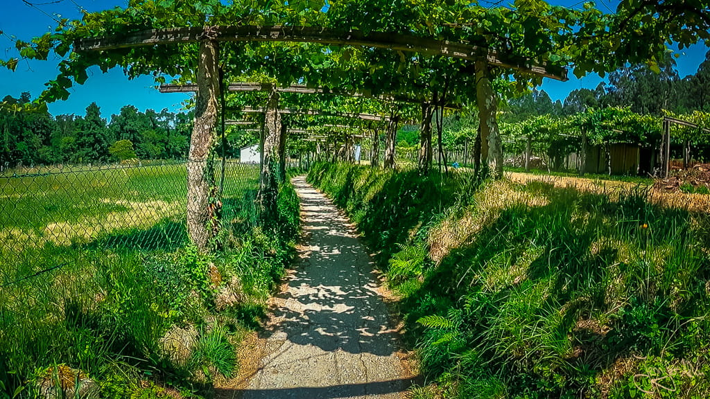 Weinrebengang am Camino Portugues in Galicien