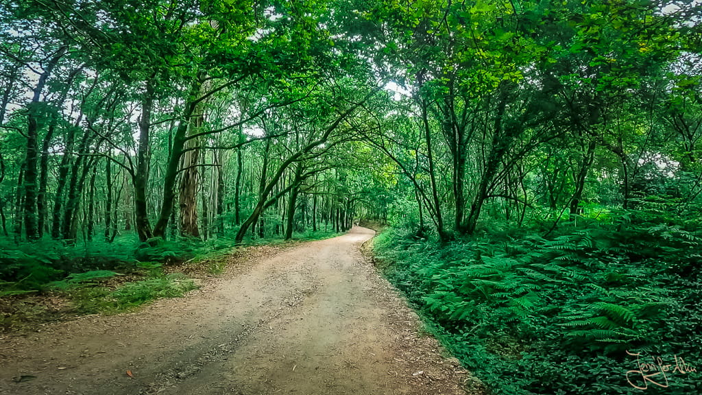 Sattgrüne Natur mit dichtem Wald und hohen Bäumen entlang des portugiesischen Jakobswegs in Galicien.