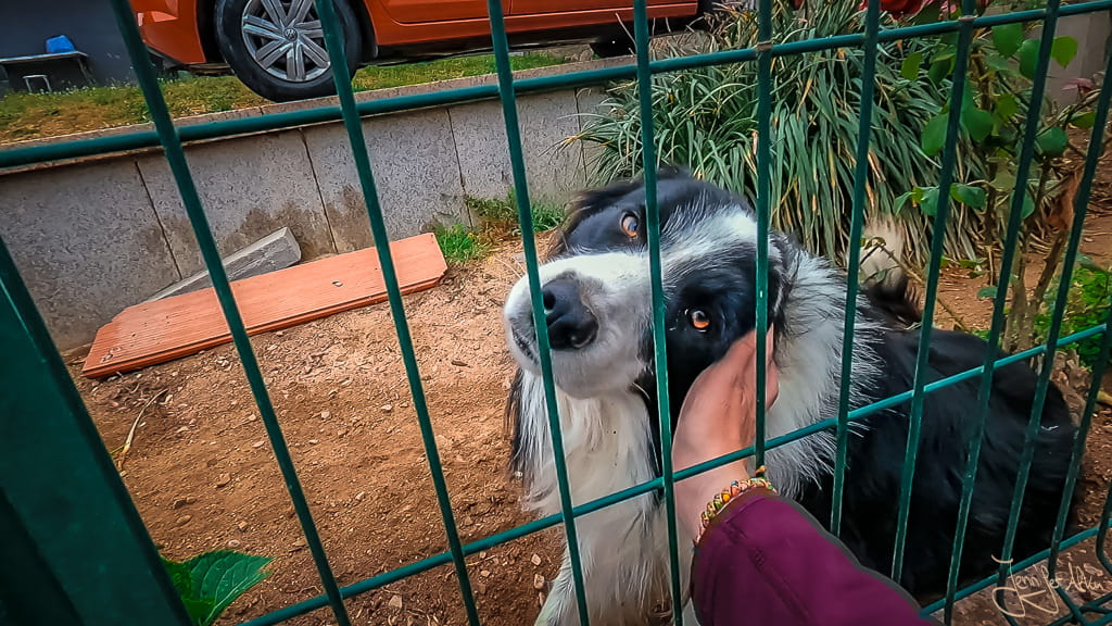Verschmuste Hunde am Wegesrand