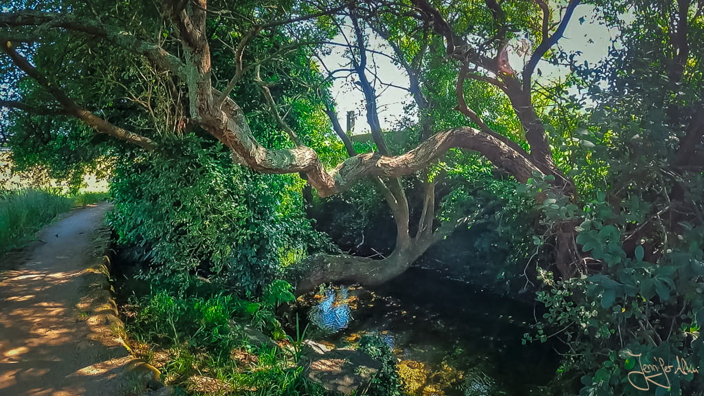 Schmaler Naturpfad neben Bachlauf am Camino Espiritual