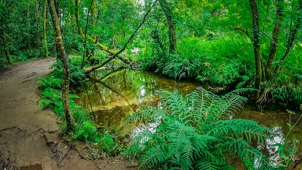Spiegelungen im Wasser auf der Alternativroute des portugiesischen Jakobswegs bei Pontevedra.