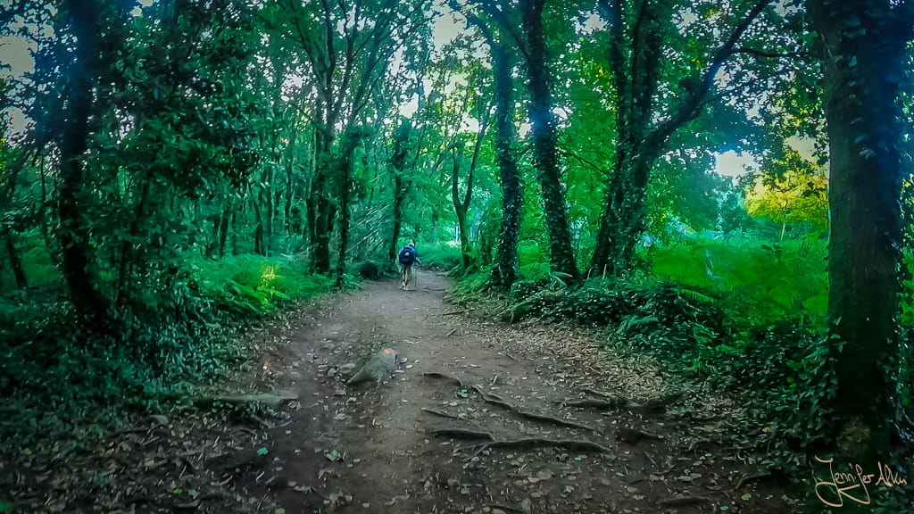 Waldweg mit hohen, efeubewachsenen Bäumen auf dem Camino Portugués