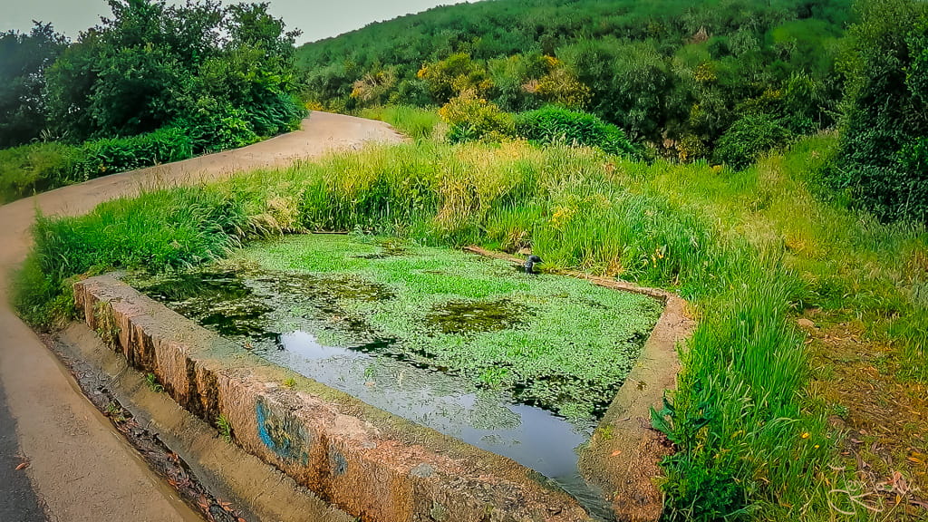 Teich am portugiesischen Jakobsweg, an dem Frösche ein lautes Konzert geben.