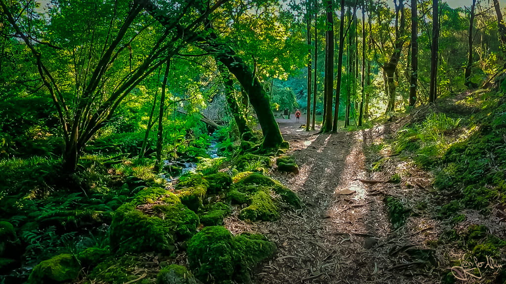 Malerischer Bachlauf mit bemoosten Steinen auf der Ruta da Pedra e da Auga in Galicien