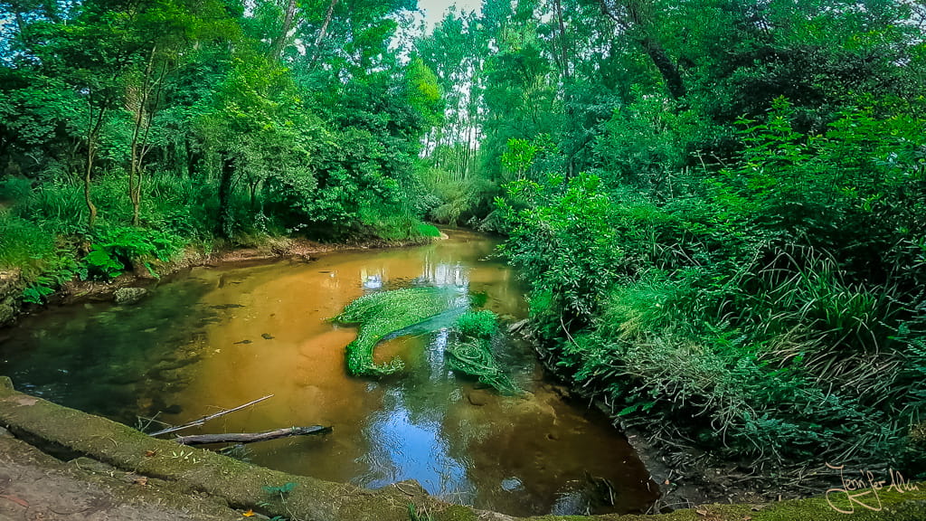 Kleiner Bachlauf umgeben von üppig grüner Vegetation auf der 8. Etappe des portugiesischen Jakobswegs in Galicien.