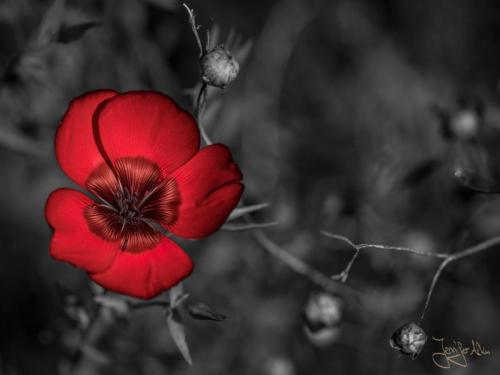 Color Key bei einer Blume