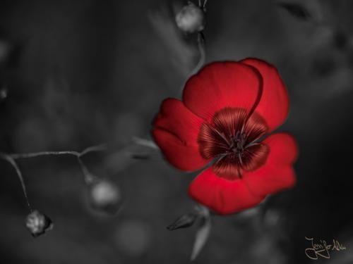 Color Key bei einer Blume