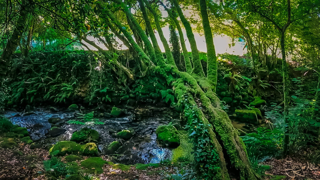 Alter bemooster Baum wächst quer über den Bach auf der Ruta da Pedra e da Auga