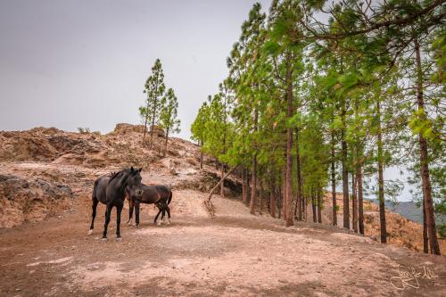 Artenara - Gran Canaria / Spanien