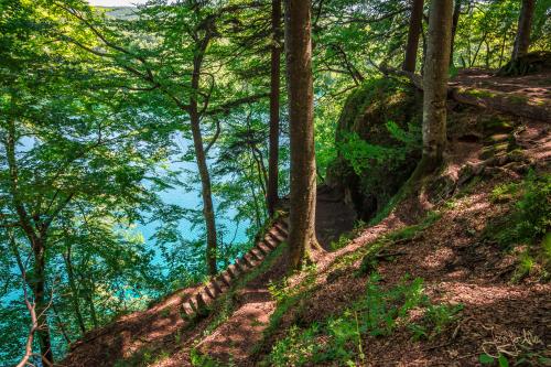 Das türkisblaue Wasser schimmert durch die Bäume