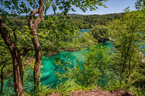 Das türkisblaue Wasser schimmert durch die Bäume