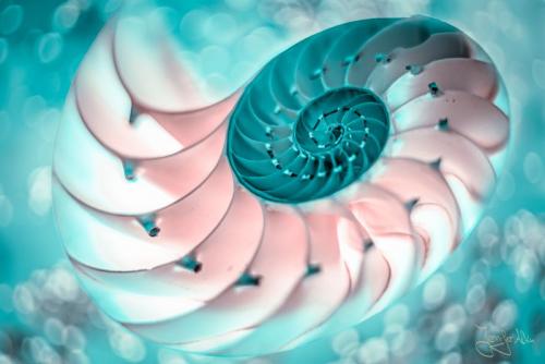 Perlboot - Hintergrund in Photoshop ausgetauscht