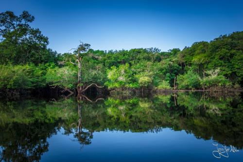 Tolle Spiegelung im Amazonas