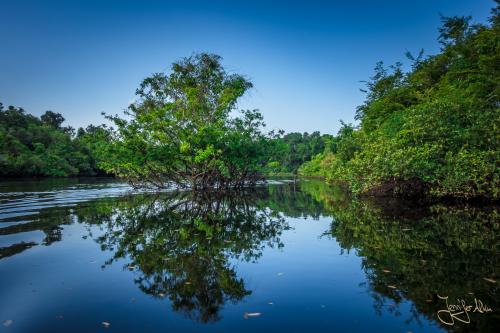 Tolle Spiegelung im Amazonas