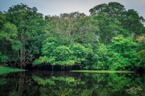 Tolle Spiegelung im Amazonas